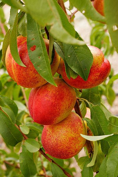 Edible summer beauty 